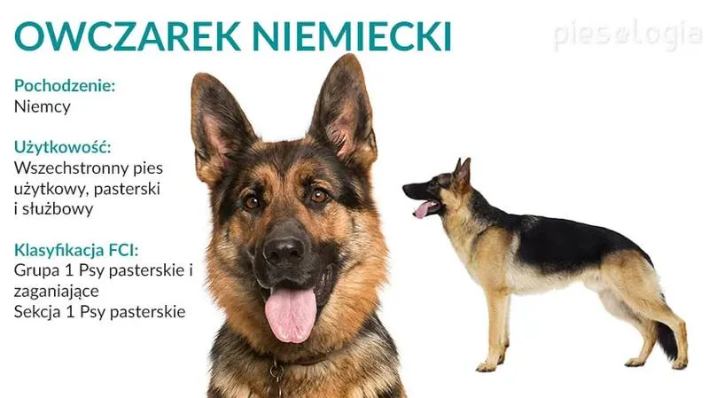 Wybór materiałów edukacyjnych do niemieckiego