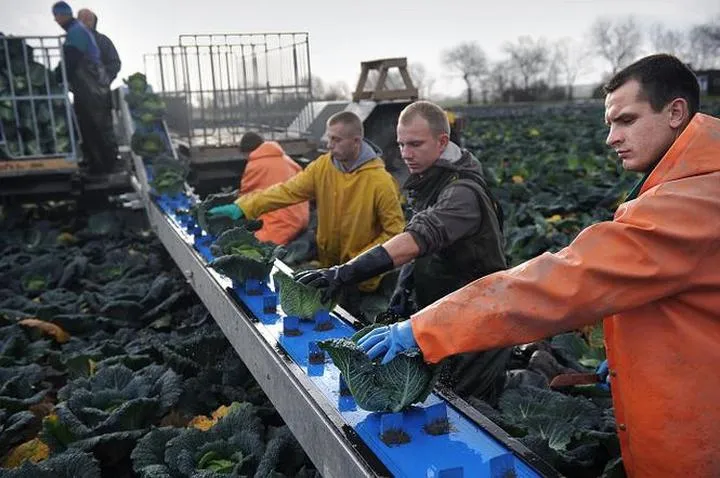 Zalety i korzyści pracy w Holandii